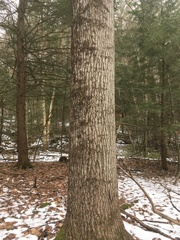 Populus smithii