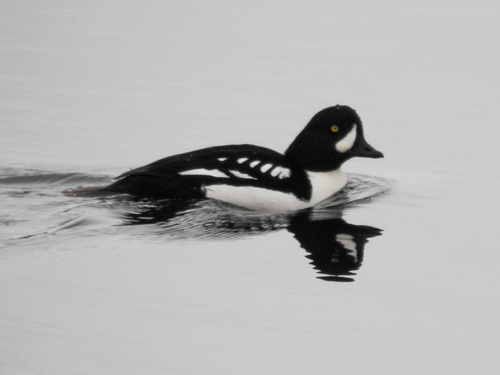 Barrow's Goldeneye (Bucephala islandica), photo 10