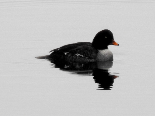 Barrow's Goldeneye (Bucephala islandica), photo 4
