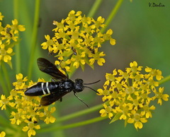 Tenthredo bifasciata