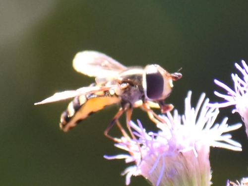 Unknown species found near Universal City, TX 78148, USA