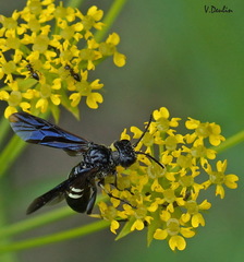 Tenthredo bifasciata