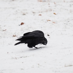 Corvus corone