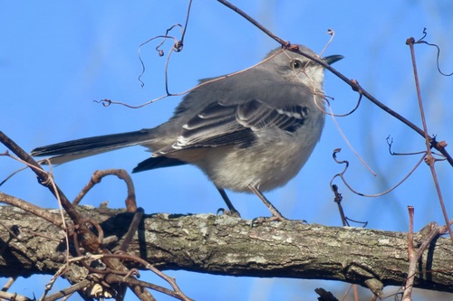 Northern Mockingbird (Mimus polyglottos), photo 7