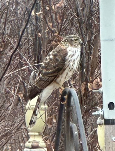 Sharp-shinned Hawk (Accipiter striatus), photo 6
