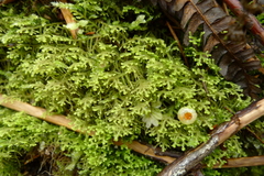 Lepidoziaceae