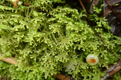 Lepidoziaceae