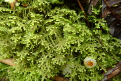 Lepidoziaceae
