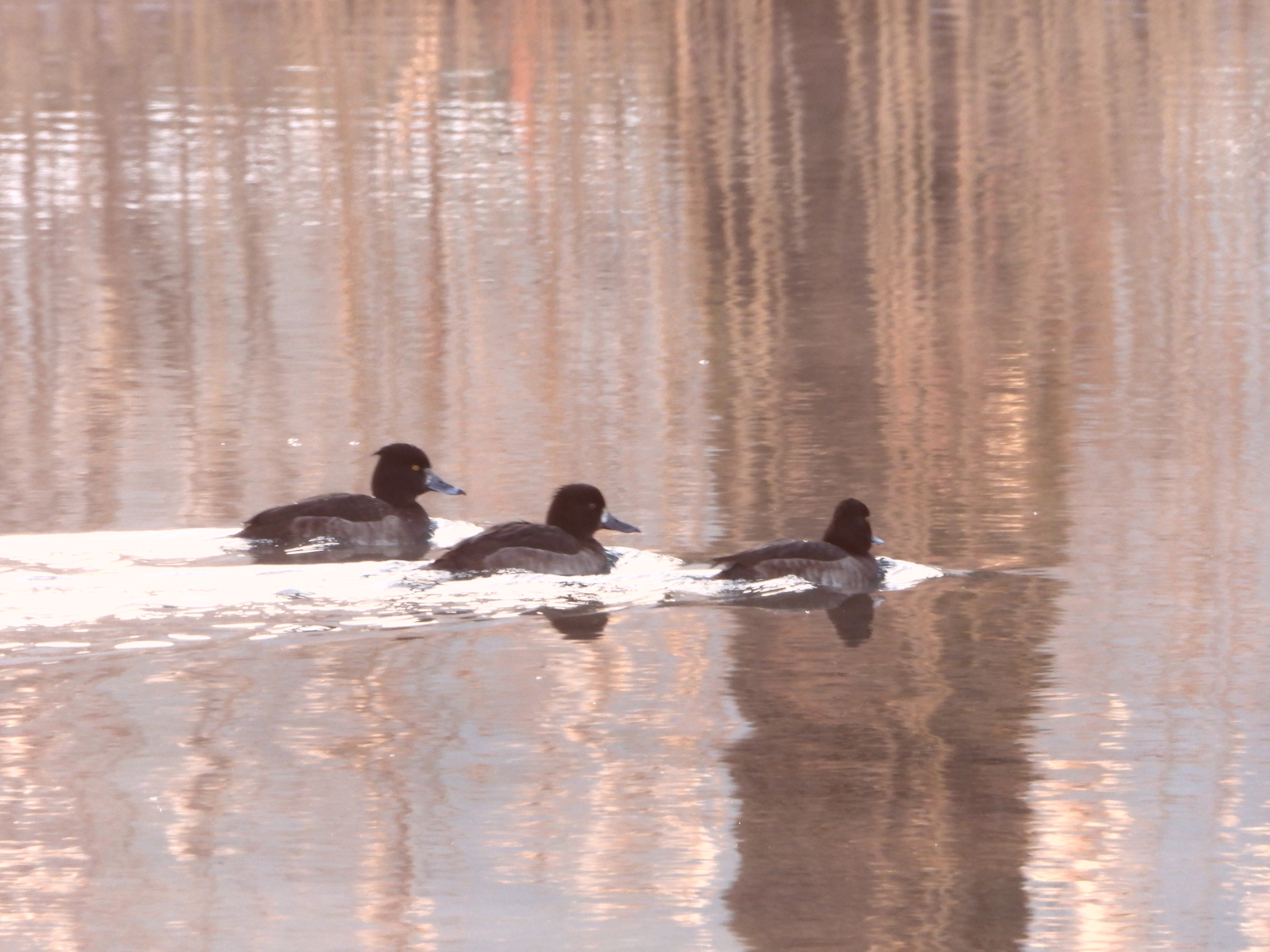Tufted Duck (Aythya fuligula), photo 2