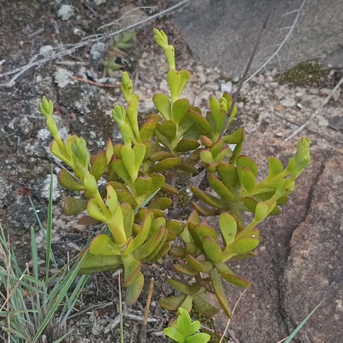 Crassula latibracteata