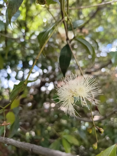 Foto de Jambo carmesim