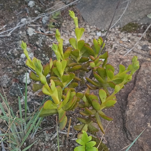Crassula latibracteata