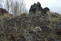 Townsendia hookeri