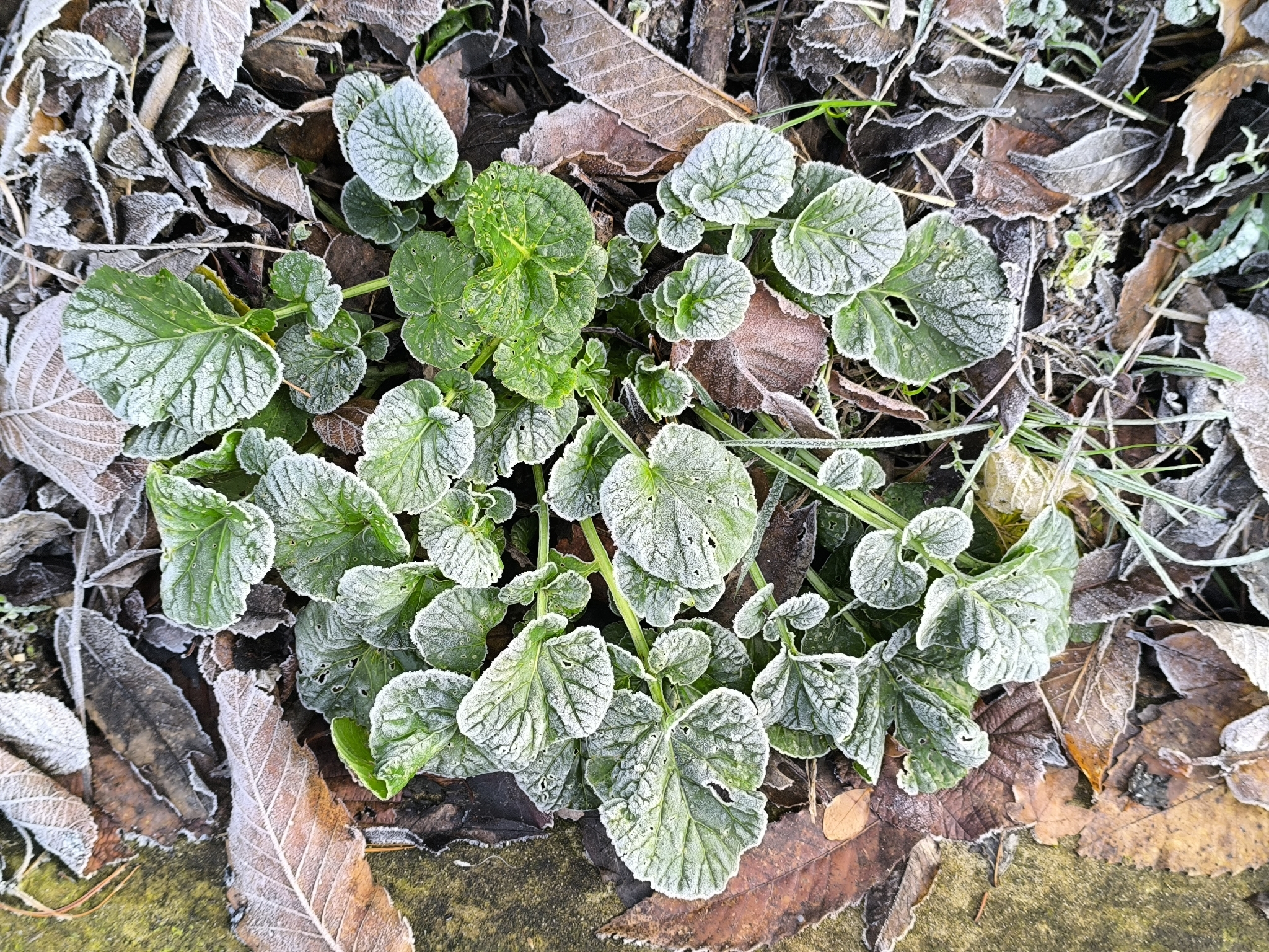 Barbarea vulgaris