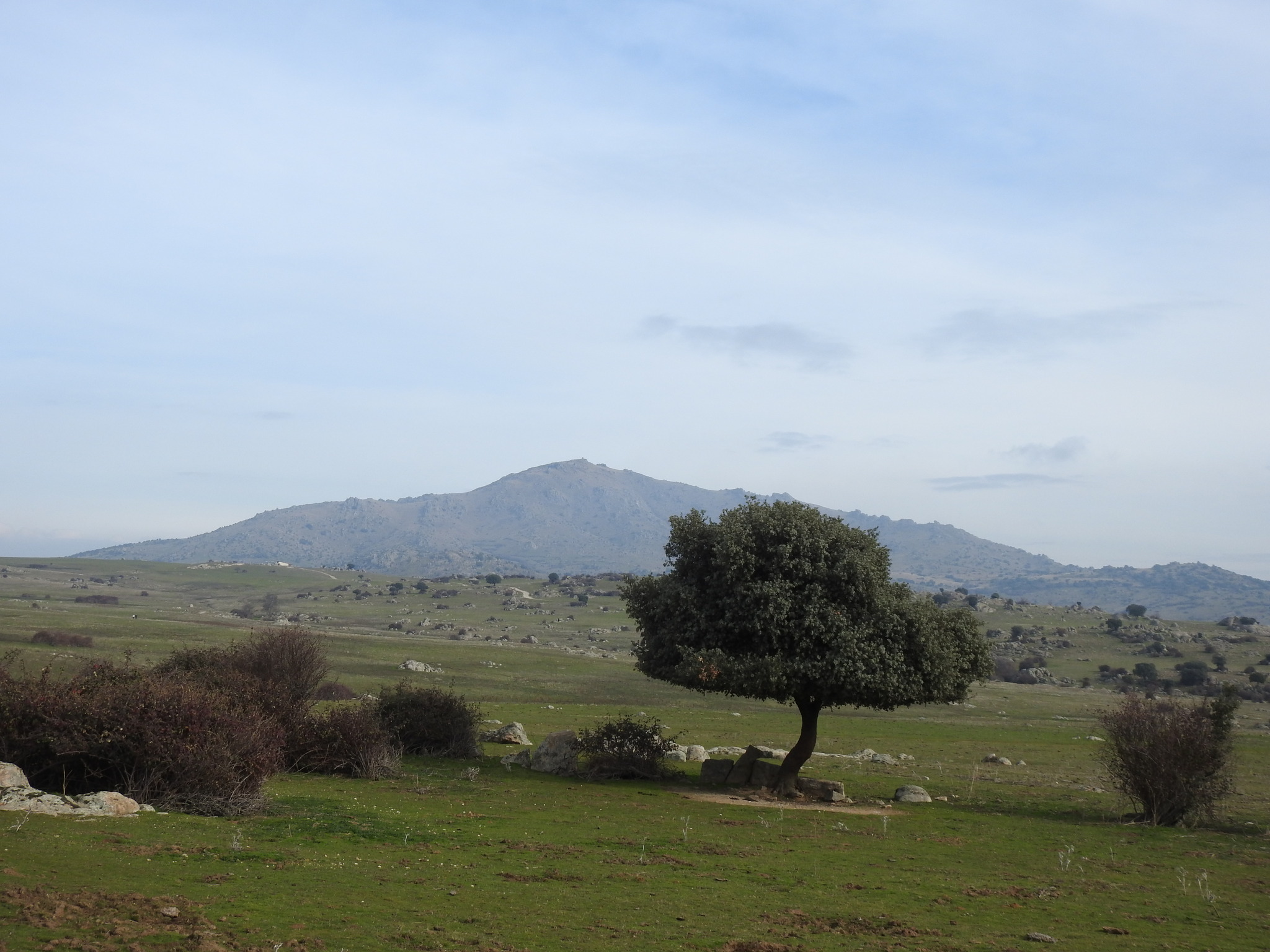 Holm oak