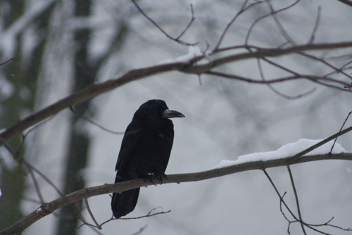Rook (Corvus frugilegus), photo 4