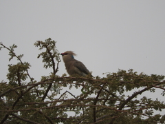 Urocolius macrourus