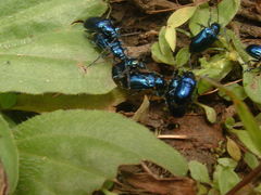 Alticina