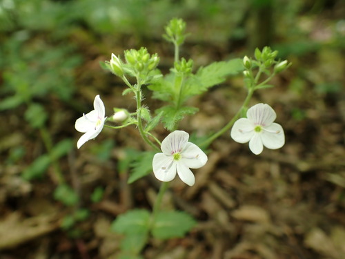Veronica peduncularis (Veronica peduncularis)