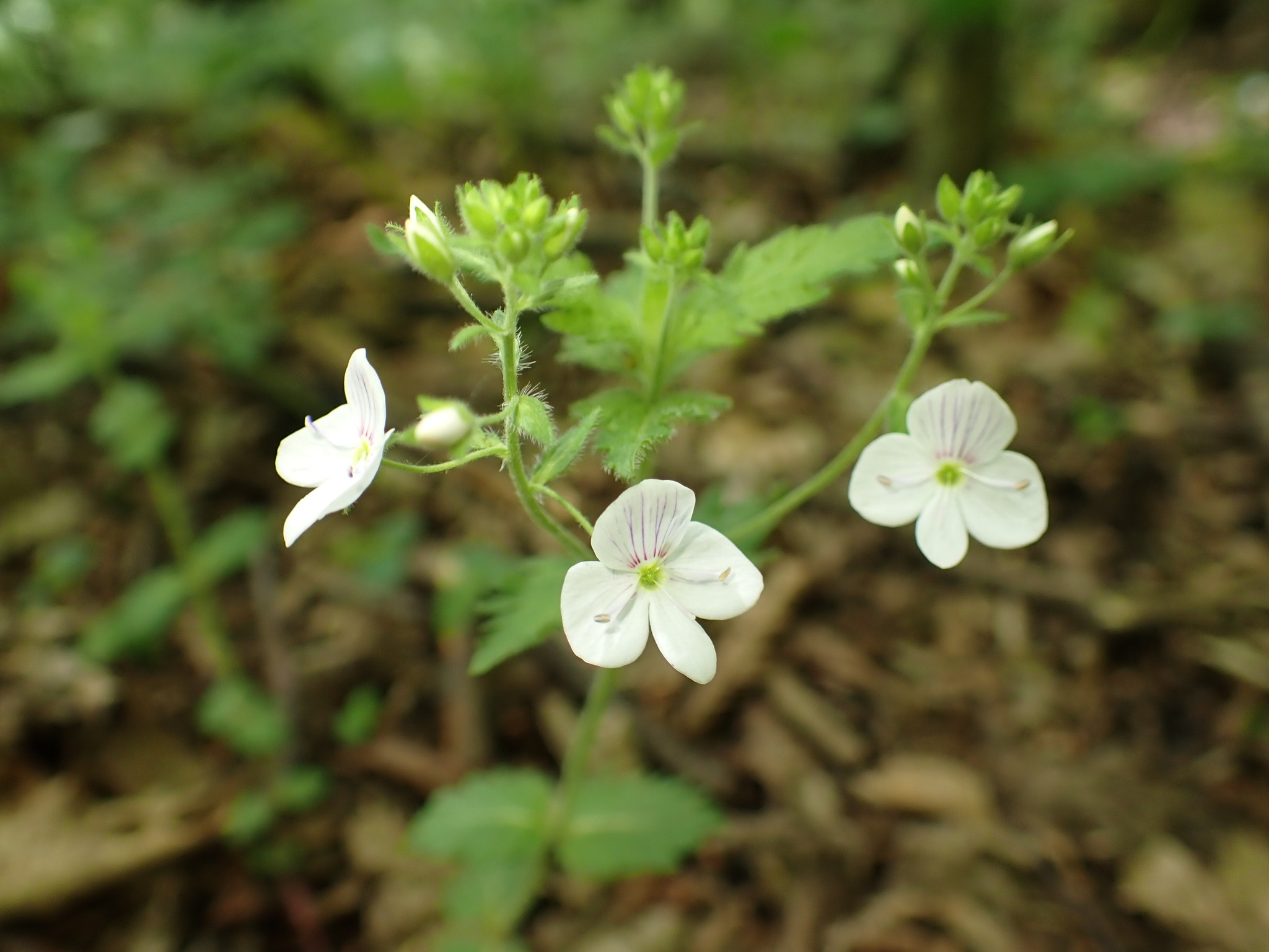 Veronica Peduncularis (Veronica peduncularis)