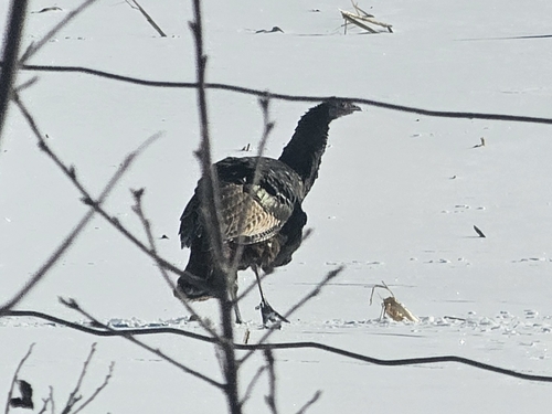 Wild Turkey (Meleagris gallopavo), photo 8