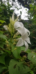 author not stated, no rights reserved Mandevilla laxa, photograph author not stated, no rights reserved