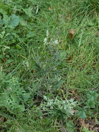 Artemisia vulgaris