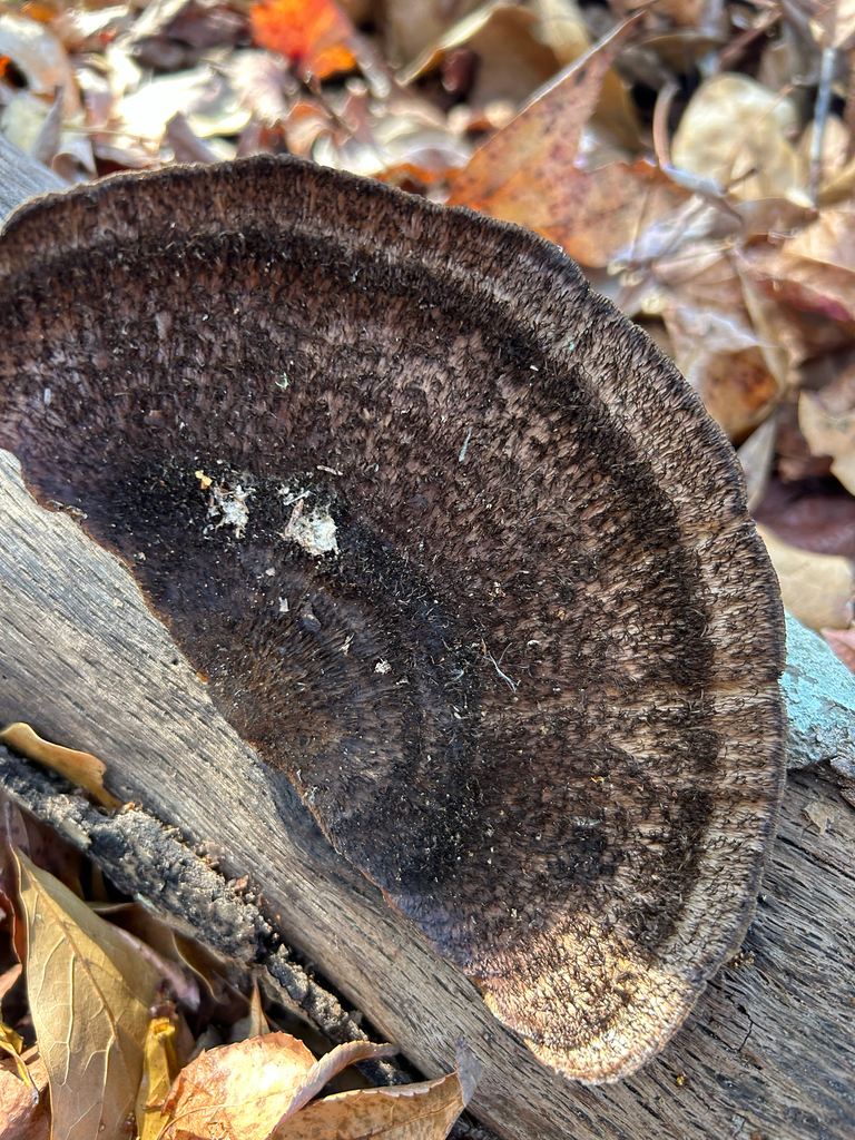 Hexagonia hydnoides · January 2026 · photo: © kefreecomo (iNaturalist, cc-by)