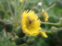 Phthiriinae