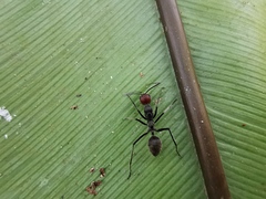 Camponotus singularis