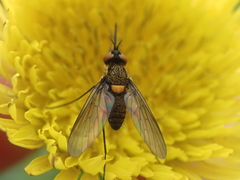 Phthiriinae