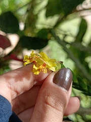 Lockhartia amoena, photograph Vargas Alisson, CC BY, iNaturalist via GBIF
