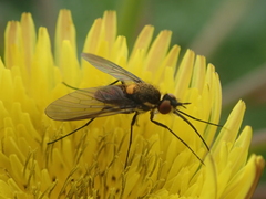 Phthiriinae