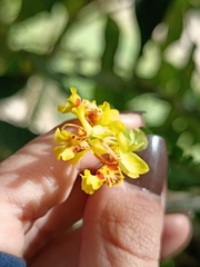 Lockhartia amoena, photograph Vargas Alisson, CC BY, iNaturalist via GBIF