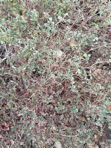 Foto de coronilha