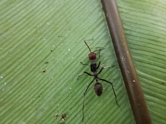 Camponotus singularis