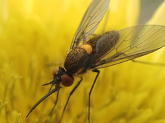Phthiriinae