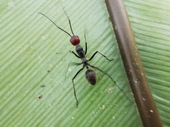 Camponotus singularis