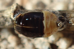 Clastoptera