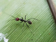Camponotus singularis