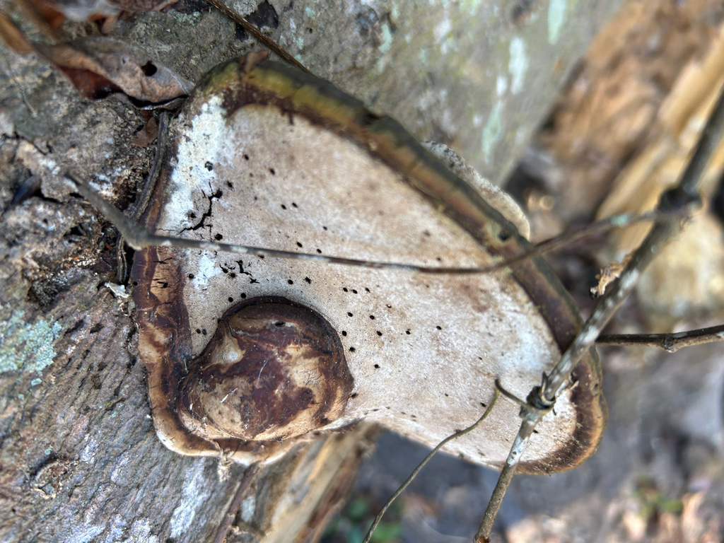 Ganoderma lobatum · January 2026 · photo: © kefreecomo (iNaturalist, cc-by)
