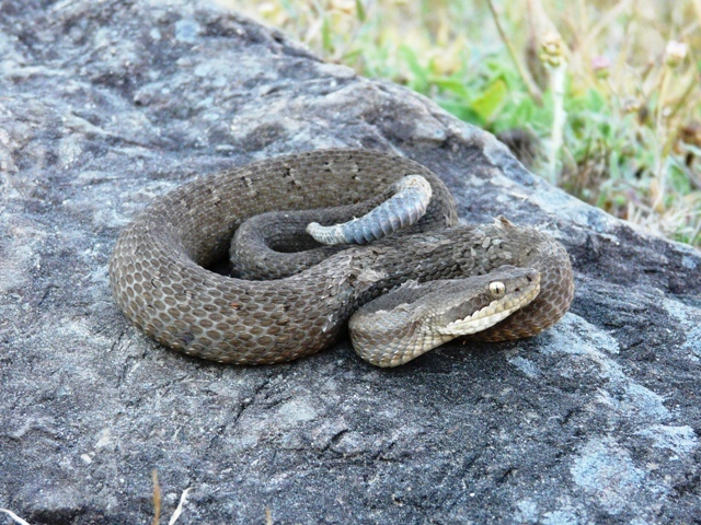 Campbell's Rattlesnake