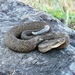 Campbell's Rattlesnake - Photo (c) Javier Salgado, some rights reserved (CC BY-NC), uploaded by Javier Salgado