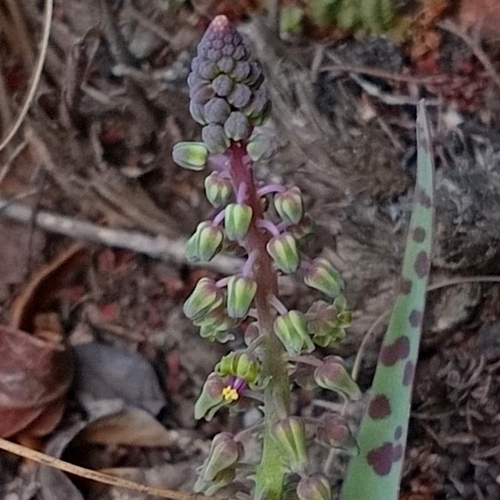 Eastern-Cape African hyacinth (Ledebouria ensifolia)
