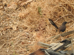 Cercotrichas podobe