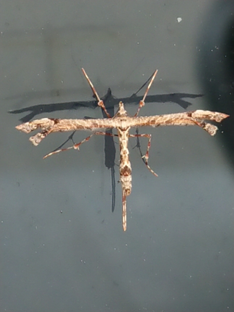 Amblyptilia repletalis
