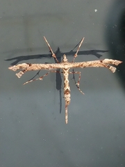 Amblyptilia repletalis