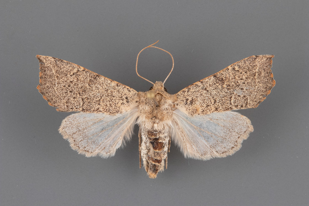 Perigonica eldana