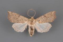 Perigonica eldana