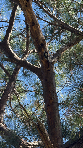 Downy Woodpecker (Dryobates pubescens), photo 6
